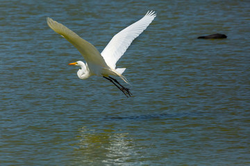 Fototapeta na wymiar Great Egret (Garza Grande) Latin Name Ardea Alba. Wetland. Tongoy. Chile