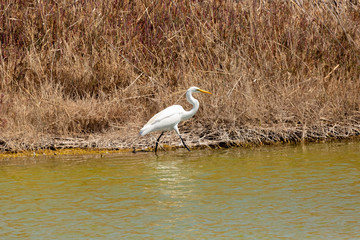 Great Egret (Garza Grande) Latin Name Ardea Alba. Wetland. Tongoy. Chile