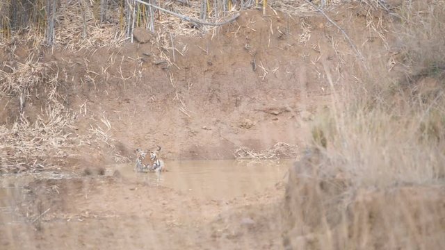 180p slow motion wide shot of a bengal tiger submerged in a waterhole at tadoba andhari tiger reserve in india