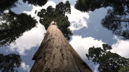 low angle shot of a giant sequoia trunk at calaveras big trees state park in california
