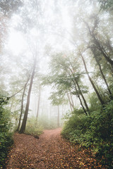 Fototapeta premium road in the forest