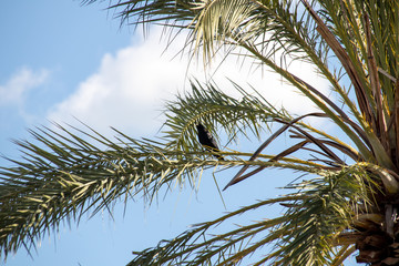 Naklejka premium baum