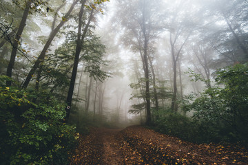 Naklejka premium fog in the forest