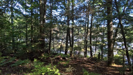 Fototapeta premium Forest