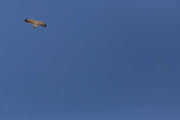 Flying Red-Backed Hawk (Aguilucho Común. Busardo Dorsirrojo). Latin Name Geranoaetus Polyosoma. Tongoy Chile