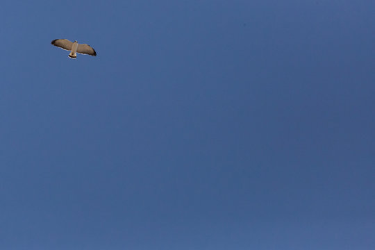 Flying Red-Backed Hawk (Aguilucho Com&uacute;n. Busardo Dorsirrojo). Latin Name Geranoaetus Polyosoma. Tongoy Chile