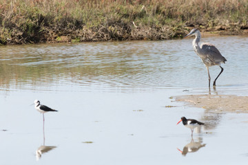 A Cocoi Heron (Garza Cuca) Latin Name  Ardea Cocoi on a Wetland. Tongoy. Chile