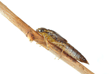 Dragonfly larvae