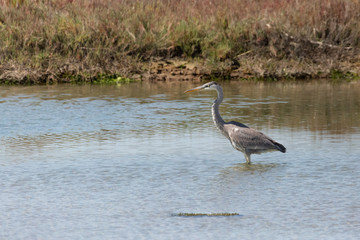 A Cocoi Heron (Garza Cuca) Latin Name  Ardea Cocoi on a Wetland. Tongoy. Chile