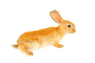 The rabbit in a white background