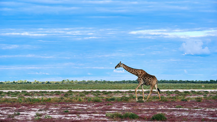 Geraffe (Giraffa camelopardalis)  in the african savannah.