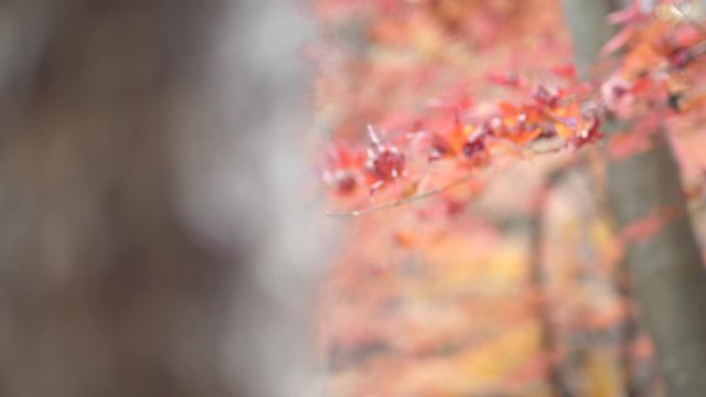 japan in autumn
