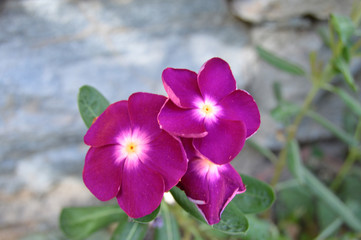 Obraz premium Natural fowers and illustrations, Algeria