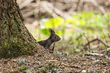 Europäisches Eichhörnchen (Sciurus vulgaris)