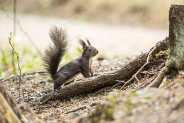 Europäisches Eichhörnchen (Sciurus vulgaris), auf einer Wurzel