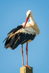 stork on a white background