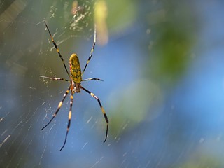 ジョロウグモのアップ