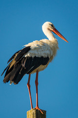 stork on a blue background