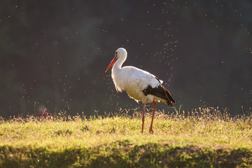 Fototapeta premium stork in the field