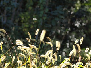 エノコログサの穂