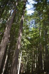 trees in the forest