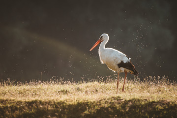 stork in nature