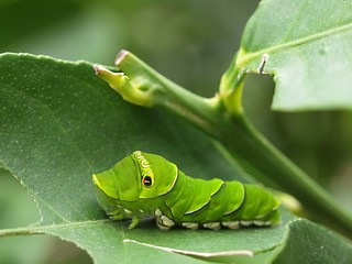 ナミアゲハの幼虫