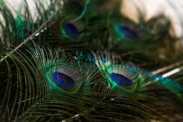 Fototapeta premium plumaje