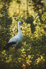 stork on grass