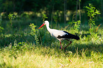 stork on green grass