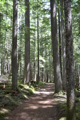 path in the forest