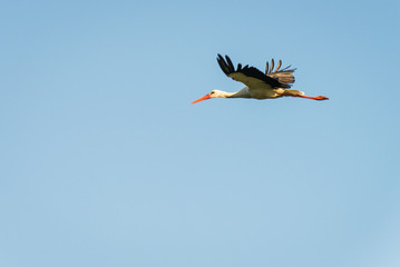 stork in flight