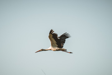 white stork in flight