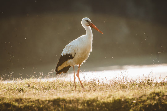 stork in habitat