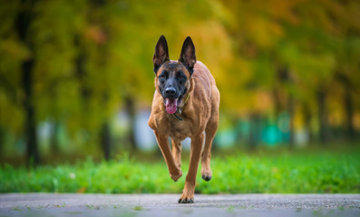 Running malinois shepdog dog in the park