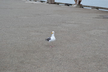seagull on the dock