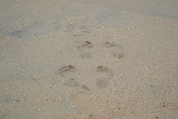 footprints in sand