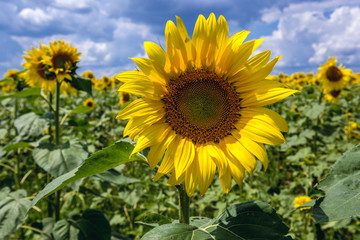 Close up on the sunflower on a field in Moldova, close to the border with Romania