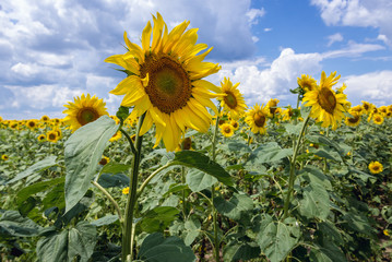 Close up on the sunflowers on a field in Moldova, close to the border with Romania