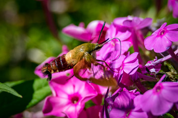 Hummingbird Moth