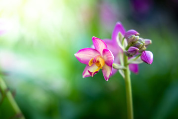 Fototapeta premium The background image of the colorful flowers