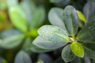 Close Up green leaf under sunlight in the garden. Natural background with copy space.