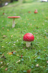 Fliegenpilze auf Wiese