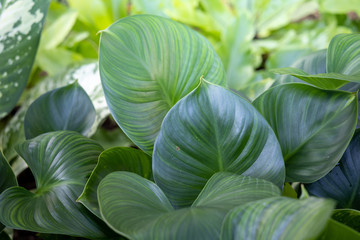 Close Up green leaf under sunlight in the garden. Natural background with copy space.