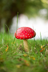 Fliegenpilze am Wasser