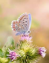 butterfly on flower