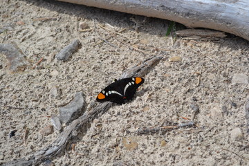 butterfly