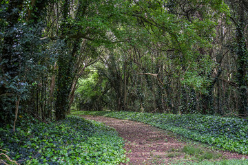 Obraz premium Forest green