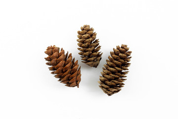 limber pine cones on white background