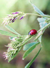 ladybug on leaf